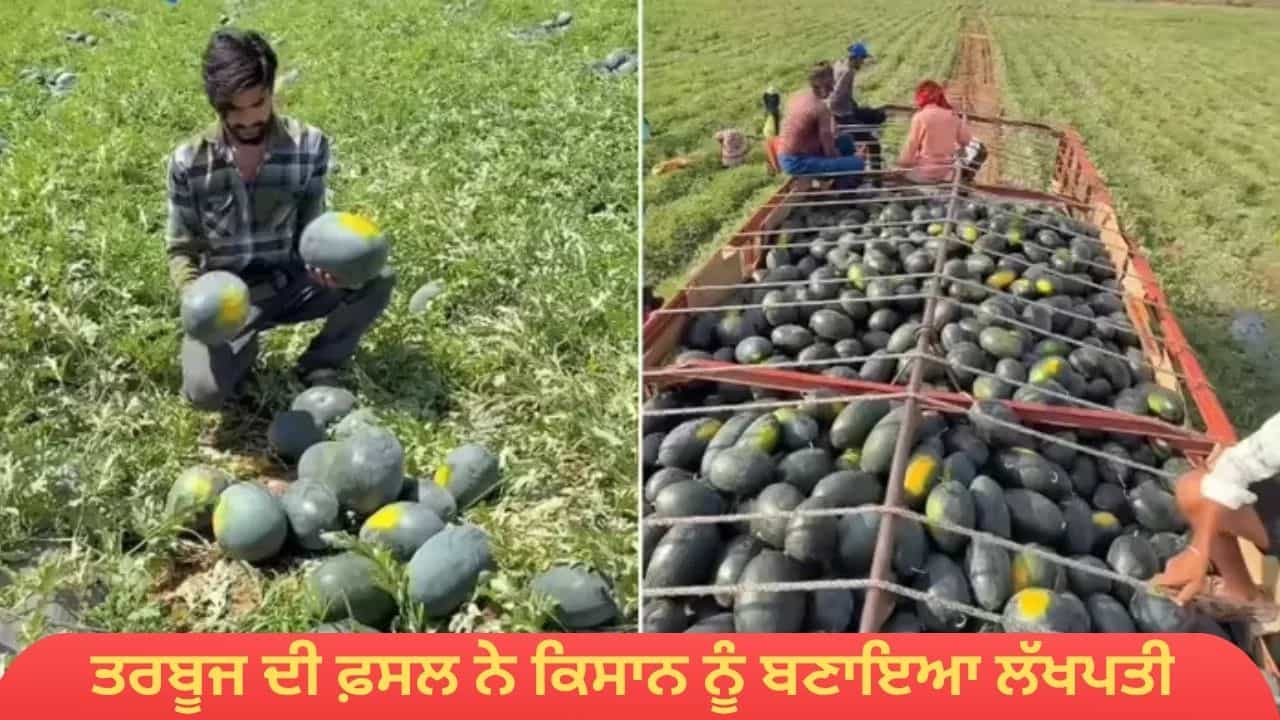 Viral Video: 70 ਦਿਨਾਂ ਦੀ ਮਿਹਨਤ ਲਿਆਈ ਰੰਗ, ਤਰਬੂਜ ਦੀ ਫ਼ਸਲ ਨੇ ਕਿਸਾਨ ਨੂੰ ਬਣਾਇਆ ਲੱਖਪਤੀ