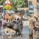 OMG! ਨਾ ਕੋਈ ਪੱਟਾ, ਨਾ ਚੇਨ, ਬਸ ਭਰੋਸਾ… ਠੇਲਾ ਚਾਲਕ ਬਾਬਾ ਤੇ ਉਸ ਦੇ 5 ਮੂਕ ਸਾਥੀਆਂ ਦਾ Viral Video