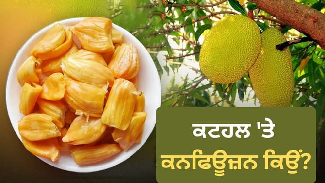ਕਟਹਲ ਫਲ ਜਾਂ ਸਬਜ਼ੀ? ਜਾਣੋ ਇਸ ਬਹਿਸ ਦਾ ਕਾਰਨ ਤੇ 6 ਹਜ਼ਾਰ ਸਾਲ ਪੁਰਾਣਾ ਇਤਿਹਾਸ