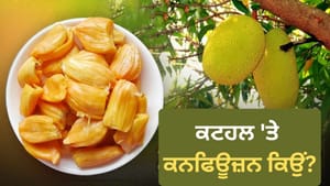 ਕਟਹਲ ਫਲ ਜਾਂ ਸਬਜ਼ੀ? ਜਾਣੋ ਇਸ ਬਹਿਸ ਦਾ ਕਾਰਨ ਤੇ 6 ਹਜ਼ਾਰ ਸਾਲ ਪੁਰਾਣਾ ਇਤਿਹਾਸ