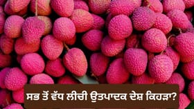 ਕੀ ਤੁਸੀਂ ਜਾਣਦੇ ਹੋ? ਦੁਨੀਆ ਦਾ ਸਭ ਤੋਂ ਵੱਡਾ ਲੀਚੀ ਉਤਪਾਦਕ ਦੇਸ਼ ਕਿਹੜਾ ਹੈ
