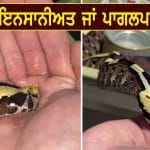 Viral Video: ਸ਼ਖ਼ਸ ਨੇ ਹਥੇਲੀ ਨਾਲ ਜ਼ਹਿਰੀਲੇ ਸੱਪ ਨੂੰ ਪਿਲਾਇਆ ਪਾਣੀ, ਮੰਜ਼ਰ ਦੇਖ ਕੇ ਕੰਬ ਗਈ ਲੋਕਾਂ ਦੀ ਰੂਹ!