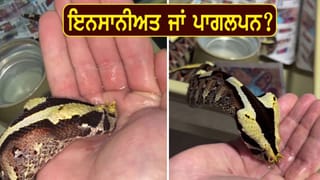 Viral Video: ਸ਼ਖ਼ਸ ਨੇ ਹਥੇਲੀ ਨਾਲ ਜ਼ਹਿਰੀਲੇ ਸੱਪ ਨੂੰ ਪਿਲਾਇਆ ਪਾਣੀ, ਮੰਜ਼ਰ ਦੇਖ ਕੇ ਕੰਬ ਗਈ ਲੋਕਾਂ ਦੀ ਰੂਹ!