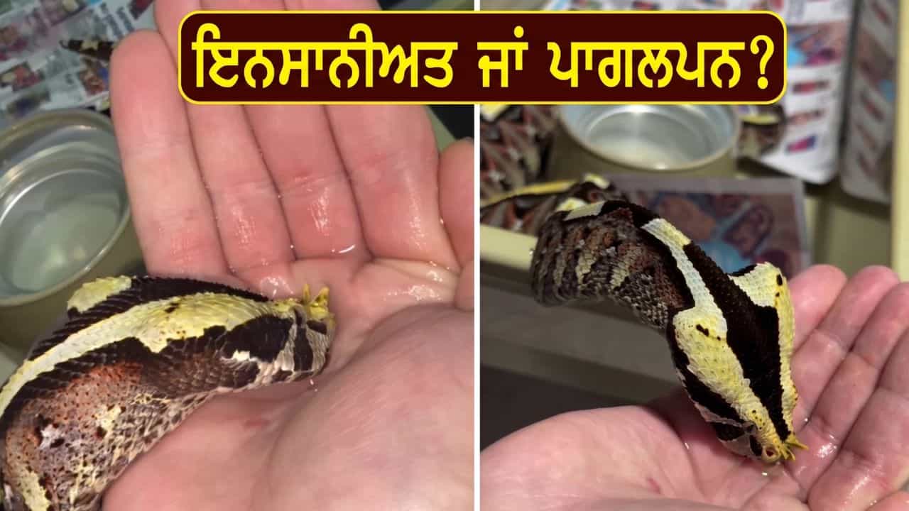 Viral Video: ਸ਼ਖ਼ਸ ਨੇ ਹਥੇਲੀ ਨਾਲ ਜ਼ਹਿਰੀਲੇ ਸੱਪ ਨੂੰ ਪਿਲਾਇਆ ਪਾਣੀ, ਮੰਜ਼ਰ ਦੇਖ ਕੇ ਕੰਬ ਗਈ ਲੋਕਾਂ ਦੀ ਰੂਹ!