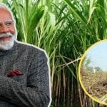 ਕੇਂਦਰ ਸਰਕਾਰ ਦੀ ਗੰਨਾ ਕਿਸਾਨਾਂ ਨੂੰ ਵੱਡੀ ਰਾਹਤ, 2026-27 ਸੀਜ਼ਨ ਲਈ ਗੰਨੇ ਦੀ ਕੀਮਤ 365 ਰੁਪਏ ਪ੍ਰਤੀ ਕੁਇੰਟਲ ਤੈਅ
