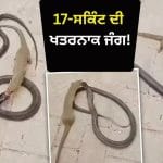 Viral Video: 17-ਸਕਿੰਟ ਦੀ ਖਤਰਨਾਕ ਜੰਗ! ਬੰਦ ਥਾਂ ਤੇ ਆਹਮੋ-ਸਾਹਮਣੇ ਆਏ ਕੋਬਰਾ ਅਤੇ ਨੇਵਲਾ, ਫਿਰ ਸ਼ੁਰੂ ਹੋਈ ਮੌਤ ਦੀ ਖੌਫਨਾਕ ਖੇਡ