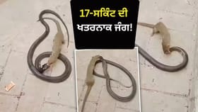 Video: 17 ਸਕਿੰਟ ਦੀ ਖਤਰਨਾਕ ਜੰਗ! ਆਹਮੋ-ਸਾਹਮਣੇ ਕੋਬਰਾ ਤੇ ਨੇਵਲਾ, ਖੌਫਨਾਕ ਅੰਤ