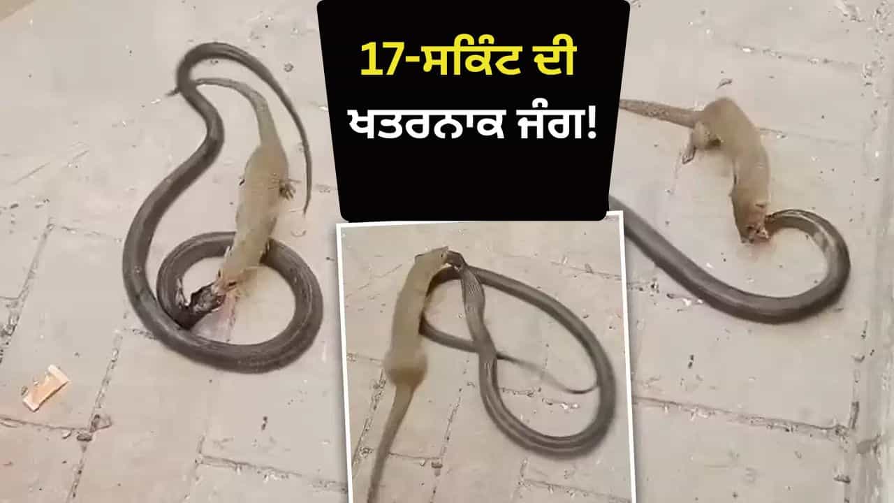 Viral Video: 17-ਸਕਿੰਟ ਦੀ ਖਤਰਨਾਕ ਜੰਗ! ਬੰਦ ਥਾਂ ਤੇ ਆਹਮੋ-ਸਾਹਮਣੇ ਆਏ ਕੋਬਰਾ ਅਤੇ ਨੇਵਲਾ, ਫਿਰ ਸ਼ੁਰੂ ਹੋਈ ਮੌਤ ਦੀ ਖੌਫਨਾਕ ਖੇਡ Viral Video: 17-ਸਕਿੰਟ ਦੀ ਖਤਰਨਾਕ ਜੰਗ! ਬੰਦ ਥਾਂ ਤੇ ਆਹਮੋ-ਸਾਹਮਣੇ ਆਏ ਕੋਬਰਾ ਅਤੇ ਨੇਵਲਾ, ਫਿਰ ਸ਼ੁਰੂ ਹੋਈ ਮੌਤ ਦੀ ਖੌਫਨਾਕ ਖੇਡ