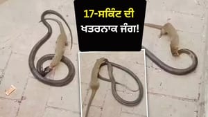 Video: 17 ਸਕਿੰਟ ਦੀ ਖਤਰਨਾਕ ਜੰਗ! ਆਹਮੋ-ਸਾਹਮਣੇ ਕੋਬਰਾ ਤੇ ਨੇਵਲਾ, ਖੌਫਨਾਕ ਅੰਤ Video: 17 ਸਕਿੰਟ ਦੀ ਖਤਰਨਾਕ ਜੰਗ! ਆਹਮੋ-ਸਾਹਮਣੇ ਕੋਬਰਾ ਤੇ ਨੇਵਲਾ, ਖੌਫਨਾਕ ਅੰਤ