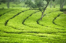 International Tea Day: ਅਸਾਮ ਤੋਂ ਦਾਰਜੀਲਿੰਗ ਤੱਕ, ਭਾਰਤ ‘ਚ ਫੈਲਿਆ ਚਾਹ ਉਦਯੋਗ ਦਾ ਵੱਡਾ ਨੈੱਟਵਰਕ