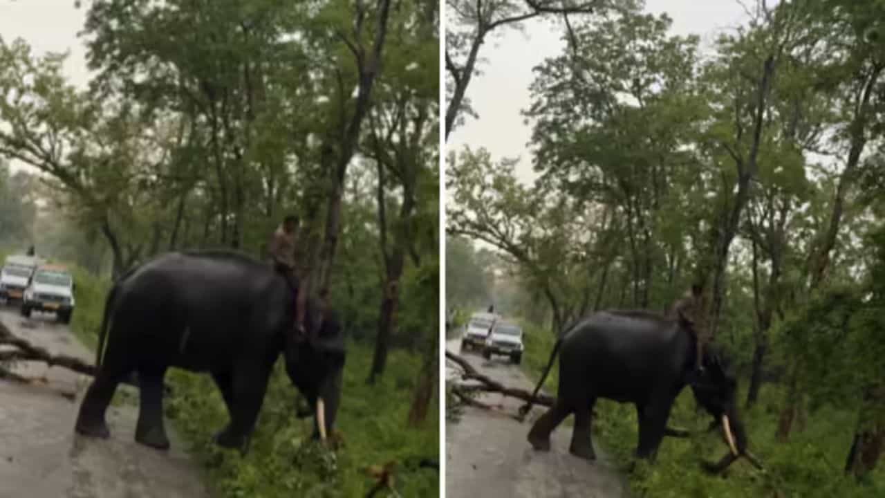 Elephant Viral Video: ਹਾਥੀ ਨੇ ਆਪਣੀ ਤਾਕਤ ਨਾਲ ਜੰਗਲ ਦਾ ਬੰਦ ਰਸਤਾ ਸਾਫ਼ ਕਰਕੇ ਜਿੱਤਿਆ ਲੋਕਾਂ ਦਾ ਦਿਲ Elephant Viral Video: ਹਾਥੀ ਨੇ ਆਪਣੀ ਤਾਕਤ ਨਾਲ ਜੰਗਲ ਦਾ ਬੰਦ ਰਸਤਾ ਸਾਫ਼ ਕਰਕੇ ਜਿੱਤਿਆ ਲੋਕਾਂ ਦਾ ਦਿਲ