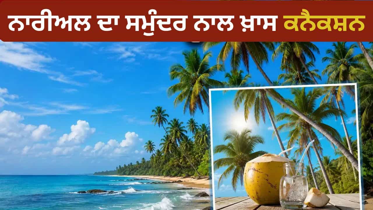 Coconut: ਸਮੁੰਦਰ ਕੰਢੇ ਹੀ ਕਿਉਂ ਉੱਗਦੇ ਹਨ ਨਾਰੀਅਲ ਦੇ ਦਰੱਖਤ? 99% ਲੋਕ ਨਹੀਂ ਜਾਣਦੇ ਅਸਲੀ ਕਾਰਨ Coconut: ਸਮੁੰਦਰ ਕੰਢੇ ਹੀ ਕਿਉਂ ਉੱਗਦੇ ਹਨ ਨਾਰੀਅਲ ਦੇ ਦਰੱਖਤ? 99% ਲੋਕ ਨਹੀਂ ਜਾਣਦੇ ਅਸਲੀ ਕਾਰਨ