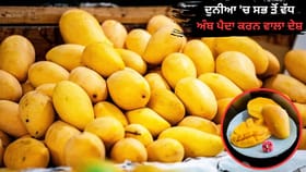 Mango Exporter: ਦੁਨੀਆ ‘ਚ ਸਭ ਤੋਂ ਵੱਧ ਅੰਬ ਉਗਾਉਣ ਦੇ ਬਾਵਜੂਦ, ਭਾਰਤ ਸਭ ਤੋਂ ਵੱਡਾ Exporter ਕਿਉਂ ਨਹੀਂ, ਕਿਹੜਾ ਦੇਸ਼ ਅੱਗੇ?...