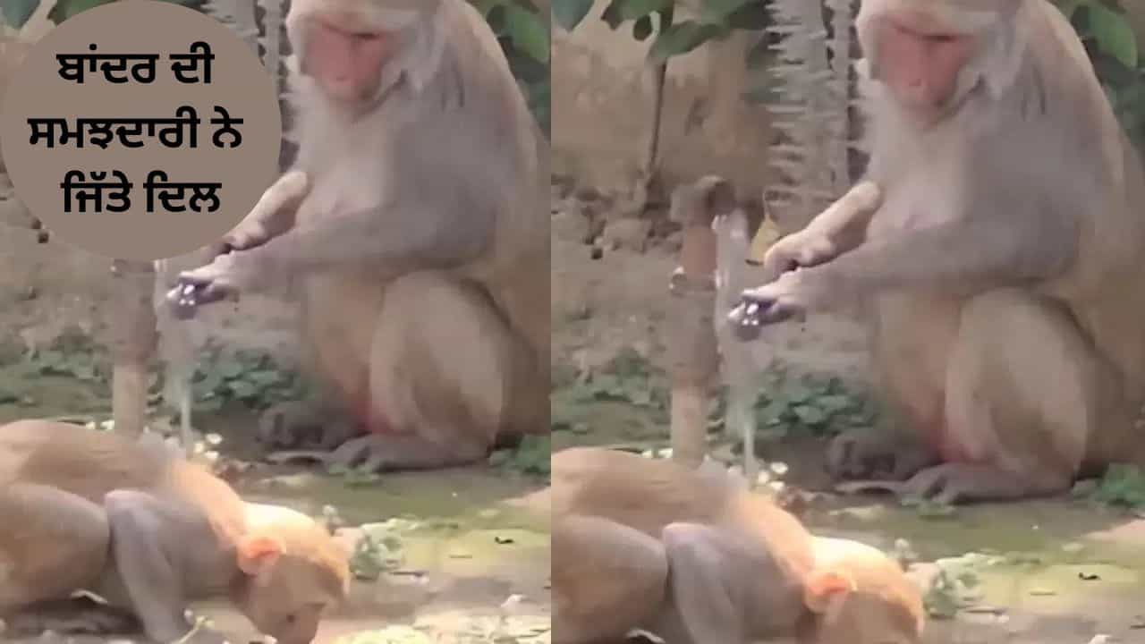 Viral Video: ਟੂਟੀ ਖੋਲ੍ਹੀ, ਪਾਣੀ ਪੀਤਾ, ਅਤੇ ਫਿਰ ਬੰਦ ਵੀ ਕੀਤਾ; ਬਾਂਦਰ ਦੀ ਸਮਝਦਾਰੀ ਨੇ ਜਿੱਤਿਆ ਇੰਟਰਨੈੱਟ ਦਾ ਦਿਲ