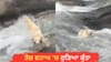 OMG! ਕੁਝ ਸਕਿੰਟਾਂ ਦੀ ਗਲਤੀ ਪਈ ਭਾਰੀ, ਤੇਜ਼ ਵਹਾਅ 'ਚ ਰੁੜਿਆ ਕੁੱਤਾ...