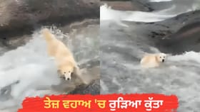 OMG! ਕੁਝ ਸਕਿੰਟਾਂ ਦੀ ਗਲਤੀ ਪਈ ਭਾਰੀ, ਤੇਜ਼ ਵਹਾਅ 'ਚ ਰੁੜਿਆ ਕੁੱਤਾ