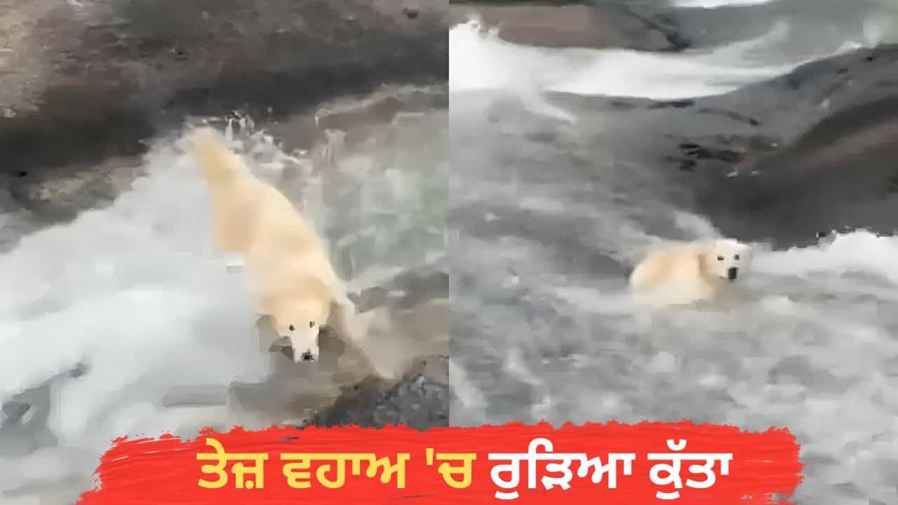 OMG! ਕੁਝ ਸਕਿੰਟਾਂ ਦੀ ਗਲਤੀ ਪਈ ਭਾਰੀ, ਤੇਜ਼ ਵਹਾਅ ਚ ਰੁੜਿਆ ਕੁੱਤਾ, ਫਿਰ ਹੋਇਆ ਚਮਤਕਾਰ; VIDEO ਵਾਇਰਲ OMG! ਕੁਝ ਸਕਿੰਟਾਂ ਦੀ ਗਲਤੀ ਪਈ ਭਾਰੀ, ਤੇਜ਼ ਵਹਾਅ ਚ ਰੁੜਿਆ ਕੁੱਤਾ, ਫਿਰ ਹੋਇਆ ਚਮਤਕਾਰ; VIDEO ਵਾਇਰਲ