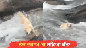 OMG! ਕੁਝ ਸਕਿੰਟਾਂ ਦੀ ਗਲਤੀ ਪਈ ਭਾਰੀ, ਤੇਜ਼ ਵਹਾਅ 'ਚ ਰੁੜਿਆ ਕੁੱਤਾ OMG! ਕੁਝ ਸਕਿੰਟਾਂ ਦੀ ਗਲਤੀ ਪਈ ਭਾਰੀ, ਤੇਜ਼ ਵਹਾਅ 'ਚ ਰੁੜਿਆ ਕੁੱਤਾ