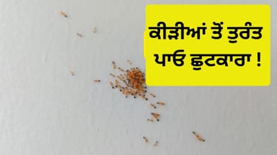 ਲਾਲ ਕੀੜੀਆਂ ਭਜਾਉਣ ਲਈ ਮਹਿੰਗੀਆਂ ਦਵਾਈਆਂ ਦੀ ਲੋੜ ਨਹੀਂ, ਇਹ ਆਸਾਨ ਘਰੇਲੂ ਨੁਸਖ਼ੇ ਕਰਨਗੇ ਕਮਾਲ