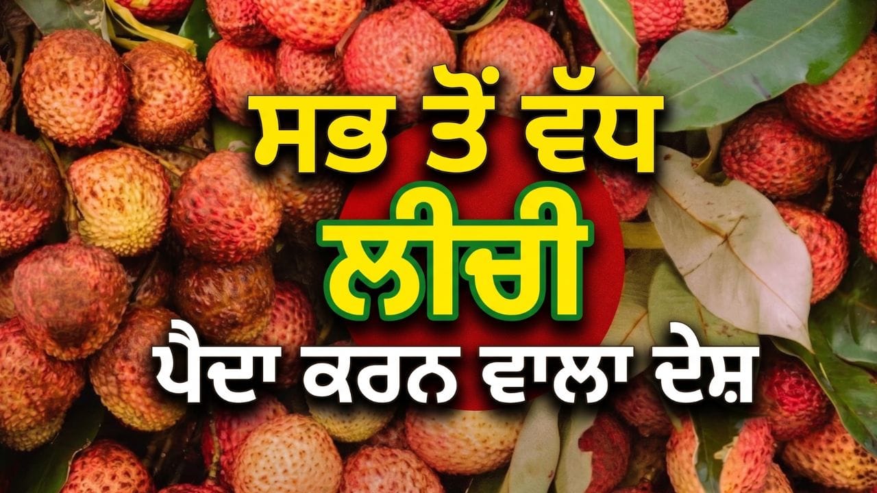 ਲੀਚੀ ਉਹ ਫਲ ਹੈ ਜੋ ਸਭ ਤੋਂ ਵੱਧ ਏਸ਼ੀਆਈ ਦੇਸ਼ਾਂ ਵਿੱਚ ਖਾਧਾ ਜਾਂਦਾ ਹੈ ਅਤੇ ਦੁਨੀਆ ਭਰ ਦੇ ਦੇਸ਼ਾਂ ਵਿੱਚ ਵੀ ਇਸਦੀ ਭਾਰੀ ਮੰਗ ਹੈ। ਇਸ ਨੂੰ ਉਗਾਉਣ ਵਿੱਚ ਵੀ ਏਸ਼ੀਆਈ ਦੇਸ਼ ਸਭ ਤੋਂ ਅੱਗੇ ਹਨ। ਮਿੱਠੀ ਅਤੇ ਰਸੀਲੀ ਲੀਚੀ ਆਪਣੇ ਖ਼ਾਸ ਤਰ੍ਹਾਂ ਦੇ ਸੁਆਦ ਲਈ ਜਾਣੀ ਜਾਂਦੀ ਹੈ। ਜ਼ਿਆਦਾਤਰ ਭਾਰਤੀਆਂ ਨੂੰ ਲੱਗਦਾ ਹੈ ਕਿ ਬਿਹਾਰ ਦੇ ਮੁਜ਼ੱਫਰਪੁਰ ਵਿੱਚ ਇਸਦਾ ਉਤਪਾਦਨ ਵੱਧ ਹੋਣ ਕਰਕੇ ਭਾਰਤ ਇਸ ਨੂੰ ਉਗਾਉਣ ਵਿੱਚ ਸਭ ਤੋਂ ਅੱਗੇ ਹੈ, ਪਰ ਅਜਿਹਾ ਨਹੀਂ ਹੈ। ਲੀਚੀ ਉਗਾਉਣ ਵਿੱਚ ਭਾਰਤ ਨਹੀਂ, ਬਲਕਿ ਚੀਨ ਦਾ ਦਬਦਬਾ ਹੈ। ਜਾਣੋ, ਕੀ ਹੈ ਇਸਦੀ ਵਜ੍ਹਾ। (ਫ਼ੋਟੋ: Pexels)