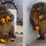 Viral Video: ਛੱਤ ਤੇ ਬੈਠ ਕੇ ਅੰਬ ਦਾ ਮਜ਼ਾ ਲੈ ਰਿਹਾ ਸੀ ਬਾਂਦਰ, ਫਿਰ ਦਿਖਿਆ ਮਜ਼ੇਦਾਰ ਨਜ਼ਾਰਾ