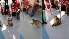 Viral: ਦਿੱਲੀ ਮੈਟਰੋ 'ਚ ਬਾਂਦਰ ਦੀ ਐਂਟਰੀ, ਕੁੜੀ ਦੀ ਗੋਦ 'ਚ ਬੈਠ ਕੇ ਕੀਤਾ Kiss!