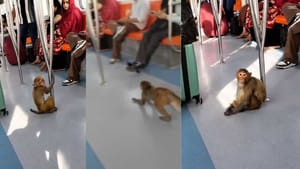 Viral: ਦਿੱਲੀ ਮੈਟਰੋ 'ਚ ਬਾਂਦਰ ਦੀ ਐਂਟਰੀ, ਕੁੜੀ ਦੀ ਗੋਦ 'ਚ ਬੈਠ ਕੇ ਕੀਤਾ Kiss! Viral: ਦਿੱਲੀ ਮੈਟਰੋ 'ਚ ਬਾਂਦਰ ਦੀ ਐਂਟਰੀ, ਕੁੜੀ ਦੀ ਗੋਦ 'ਚ ਬੈਠ ਕੇ ਕੀਤਾ Kiss!