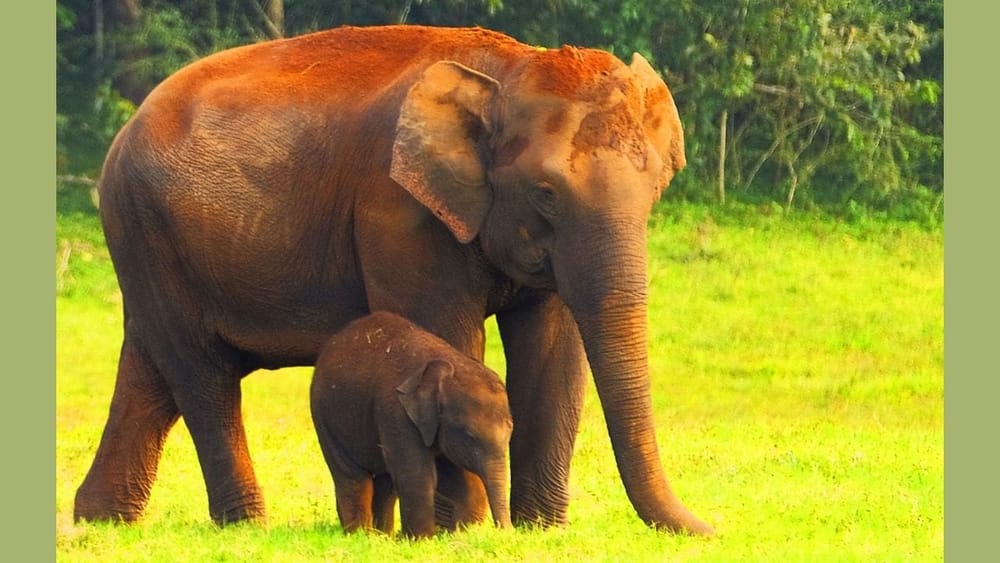 ਮਾਨਸੂਨ ਦੇ ਮੌਸਮ ਵਿੱਚ ਤੁਸੀਂ ਕੇਰਲ ਸਥਿਤ Periyar National Park ਦੀ ਸੈਰ ਕਰ ਸਕਦੇ ਹੋ। ਇਹ ਅਭਿਆਰਣ ਮੁੱਖ ਤੌਰ 'ਤੇ ਹਾਥੀਆਂ ਅਤੇ ਬਾਘਾਂ ਲਈ ਮਸ਼ਹੂਰ ਹੈ। ਇਸ ਤੋਂ ਇਲਾਵਾ, ਇੱਥੇ ਦੀ ਸੰਪੰਨ ਜੈਵ ਵਿਭਿੰਨਤਾ ਸੈਲਾਨੀਆਂ ਨੂੰ ਇੱਕ ਵਿਲੱਖਣ ਤਜਰਬਾ ਦਿੰਦੀ ਹੈ। ਇੱਥੇ ਸਾਂਭਰ, ਜੰਗਲੀ ਸੂਰ, ਵਿਸ਼ਾਲ ਆਕਾਰ ਵਾਲੀਆਂ ਜੰਗਲੀ ਗਿੱਲ੍ਹਰੀਆਂ ਅਤੇ ਕਈ ਕਿਸਮਾਂ ਦੇ ਸੁੰਦਰ ਪੰਛੀ ਦੇਖਣ ਨੂੰ ਮਿਲਦੇ ਹਨ। ਪਾਰਕ ਦੇ ਵਿਚਕਾਰ ਸਥਿਤ ਖੂਬਸੂਰਤ ਝੀਲ ਇਸ ਦੀ ਖਾਸ ਪਛਾਣ ਹੈ। ਇੱਥੇ ਤੁਸੀਂ ਬੋਟ ਸਫਾਰੀ, ਬਾਂਸ ਰਾਫਟਿੰਗ ਅਤੇ ਜੰਗਲ ਟ੍ਰੈਕਿੰਗ ਵਰਗੀਆਂ ਰੋਮਾਂਚਕ ਗਤੀਵਿਧੀਆਂ ਦਾ ਆਨੰਦ ਲੈ ਸਕਦੇ ਹੋ। (Image: Getty Images)