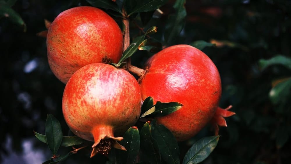 ਸਭ ਤੋਂ ਅੱਗੇ ਕਿਉਂ: ਮਹਾਰਾਸ਼ਟਰ ਦੇ ਅਨਾਰ ਉਤਪਾਦਨ ਵਿੱਚ ਸਭ ਤੋਂ ਅੱਗੇ ਹੋਣ ਦੇ ਕਈ ਕਾਰਨ ਹਨ। ਇੱਥੋਂ ਦਾ ਸੁੱਕਾ ਮੌਸਮ, ਵਧੀਆ ਜਲ ਨਿਕਾਸ ਵਾਲੀ ਮਿੱਟੀ ਅਤੇ ਆਧੁਨਿਕ ਖੇਤੀ ਤਕਨੀਕਾਂ ਇਸ ਨੂੰ ਅਨਾਰ ਦੀ ਪੈਦਾਵਾਰ ਵਿੱਚ ਮੋਹਰੀ ਬਣਾਉਂਦੀਆਂ ਹਨ। ਇਹ ਸਾਰੀਆਂ ਖੂਬੀਆਂ ਅਨਾਰ ਦੀ ਖੇਤੀ ਲਈ ਬਿਲਕੁਲ ਅਨੁਕੂਲ ਮੰਨੀਆਂ ਜਾਂਦੀਆਂ ਹਨ। (ਫੋਟੋ: pexels)