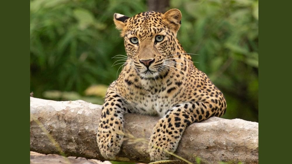ਮਹਾਰਾਸ਼ਟਰ ਦਾ Tadoba-Andhari Tiger Reserve ਵੀ ਮਾਨਸੂਨ ਦੌਰਾਨ ਘੁੰਮਣ ਲਈ ਇੱਕ ਸ਼ਾਨਦਾਰ ਥਾਂ ਹੈ। ਹਾਲਾਂਕਿ ਬਰਸਾਤ ਦੇ ਮੌਸਮ ਵਿੱਚ ਇਸ ਦੇ ਮੁੱਖ ਸਫਾਰੀ ਜ਼ੋਨ ਆਮ ਤੌਰ 'ਤੇ ਬੰਦ ਰਹਿੰਦੇ ਹਨ, ਪਰ ਕੁਝ ਬਫ਼ਰ ਜ਼ੋਨ ਸੈਲਾਨੀਆਂ ਲਈ ਖੁੱਲ੍ਹੇ ਰੱਖੇ ਜਾਂਦੇ ਹਨ। ਇਸ ਕਾਰਨ ਇੱਥੇ ਭੀੜ ਵੀ ਘੱਟ ਹੁੰਦੀ ਹੈ ਅਤੇ ਤੁਸੀਂ ਸ਼ਾਂਤ ਮਾਹੌਲ ਵਿੱਚ ਜੰਗਲ ਸਫਾਰੀ ਦਾ ਪੂਰਾ ਆਨੰਦ ਲੈ ਸਕਦੇ ਹੋ। ਹਰੇ-ਭਰੇ ਜੰਗਲ ਅਤੇ ਮੀਂਹ ਨਾਲ ਨਿਖਰੀ ਕੁਦਰਤੀ ਸੁੰਦਰਤਾ ਇਸ ਤਜਰਬੇ ਨੂੰ ਹੋਰ ਵੀ ਖਾਸ ਬਣਾ ਦਿੰਦੀ ਹੈ। ਇੱਥੇ ਰੌਇਲ ਬੰਗਾਲ ਟਾਈਗਰ ਤੋਂ ਇਲਾਵਾ ਤਿੰਦੂਏ (ਲੇਪਾਰਡ) ਅਤੇ ਹੋਰ ਕਈ ਜੰਗਲੀ ਜੀਵਾਂ ਨੂੰ ਦੇਖਣ ਦਾ ਮੌਕਾ ਮਿਲਦਾ ਹੈ। (Image: Getty Images)