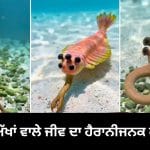 Viral Video: 5 ਅੱਖਾਂ ਤੇ ਹਾਥੀ ਵਰਗੀ ਸੂੰਡ! 50.5 ਕਰੋੜ ਸਾਲ ਪੁਰਾਣੇ ਇਸ ਜੀਵ ਨੇ ਵਿਗਿਆਨੀਆਂ ਨੂੰ ਵੀ ਕੀਤਾ ਹੈਰਾਨ