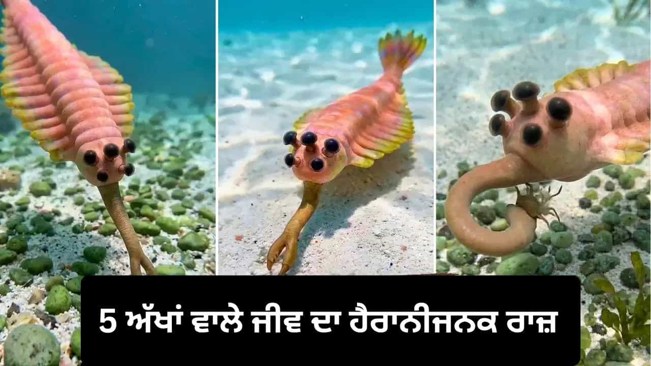 Viral Video: 5 ਅੱਖਾਂ ਤੇ ਹਾਥੀ ਵਰਗੀ ਸੂੰਡ! 50.5 ਕਰੋੜ ਸਾਲ ਪੁਰਾਣੇ ਇਸ ਜੀਵ ਨੇ ਵਿਗਿਆਨੀਆਂ ਨੂੰ ਵੀ ਕੀਤਾ ਹੈਰਾਨ