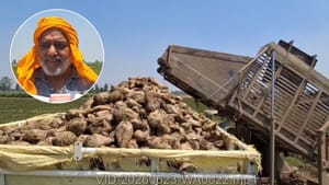 ਅੰਮ੍ਰਿਤਸਰ ਦੇ ਕਿਸਾਨ ਨੇ ਕਣਕ ਛੱਡ ਅਪਣਾਈ ਵਾਈਟ ਚੁਕੰਦਰ ਦੀ ਖੇਤੀ, ਕਮਾਇਆ ਮੁਨਾਫ਼ਾ