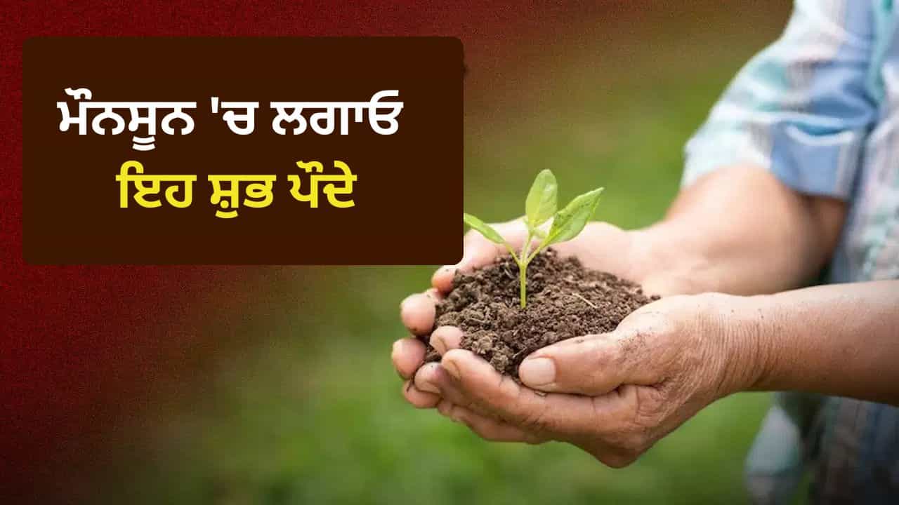 Auspicious Monsoon Plants: ਮੌਨਸੂਨ ਦੌਰਾਨ ਗ੍ਰਹਿਆਂ ਅਨੁਸਾਰ ਲਗਾਓ ਇਹ ਸ਼ੁਭ ਪੌਦੇ, ਚਮਕ ਸਕਦੀ ਹੈ ਤੁਹਾਡੀ ਕਿਸਮਤ! Auspicious Monsoon Plants: ਮੌਨਸੂਨ ਦੌਰਾਨ ਗ੍ਰਹਿਆਂ ਅਨੁਸਾਰ ਲਗਾਓ ਇਹ ਸ਼ੁਭ ਪੌਦੇ, ਚਮਕ ਸਕਦੀ ਹੈ ਤੁਹਾਡੀ ਕਿਸਮਤ!