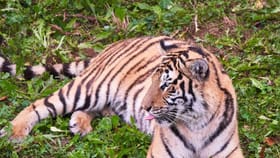 International Tiger Day 2026: ਭਾਰਤ ਦੇ ਸਭ ਤੋਂ ਮਸ਼ਹੂਰ ਟਾਈਗਰ ਰਿਜ਼ਰਵ, ਜਿੱਥੇ ਕੁਦਰਤੀ ਖੂਬਸੂਰਤੀ ਨਾਲ ਮਿਲੇਗਾ ਰੋਮਾਂਚਕ ਜੰਗਲ ਸਫਾਰੀ ਦਾ ਤਜਰਬਾ...
