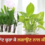 ਕੀ ਸੱਚਮੁੱਚ ਚੋਰੀ ਦਾ ਮਨੀ ਪਲਾਂਟ ਲਗਾਉਣ ਨਾਲ ਘਰ ‘ਚ ਆਉਂਦਾ ਹੈ ਪੈਸਾ? ਦੂਰ ਕਰੋ ਆਪਣਾ ਭਰਮ