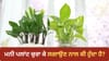 ਕੀ ਚੋਰੀ ਦਾ ਮਨੀ ਪਲਾਂਟ ਲਗਾਉਣ ਨਾਲ ਆਉਂਦਾ ਹੈ ਪੈਸਾ? ਜਾਣੋ ਅਸਲ ਸੱਚ...