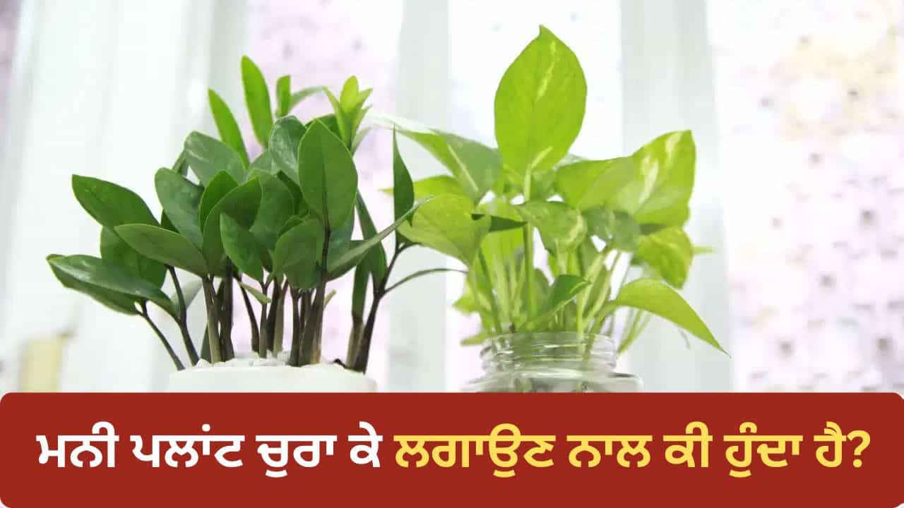 ਕੀ ਸੱਚਮੁੱਚ ਚੋਰੀ ਦਾ ਮਨੀ ਪਲਾਂਟ ਲਗਾਉਣ ਨਾਲ ਘਰ ਚ ਆਉਂਦਾ ਹੈ ਪੈਸਾ? ਦੂਰ ਕਰੋ ਆਪਣਾ ਭਰਮ ਕੀ ਸੱਚਮੁੱਚ ਚੋਰੀ ਦਾ ਮਨੀ ਪਲਾਂਟ ਲਗਾਉਣ ਨਾਲ ਘਰ ਚ ਆਉਂਦਾ ਹੈ ਪੈਸਾ? ਦੂਰ ਕਰੋ ਆਪਣਾ ਭਰਮ