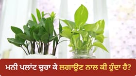 ਕੀ ਸੱਚਮੁੱਚ ਚੋਰੀ ਦਾ ਮਨੀ ਪਲਾਂਟ ਲਗਾਉਣ ਨਾਲ ਘਰ ‘ਚ ਆਉਂਦਾ ਹੈ ਪੈਸਾ? ਦੂਰ ਕਰੋ ਆਪਣਾ ਭਰਮ...