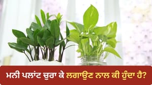 ਕੀ ਚੋਰੀ ਦਾ ਮਨੀ ਪਲਾਂਟ ਲਗਾਉਣ ਨਾਲ ਆਉਂਦਾ ਹੈ ਪੈਸਾ? ਜਾਣੋ ਅਸਲ ਸੱਚ ਕੀ ਚੋਰੀ ਦਾ ਮਨੀ ਪਲਾਂਟ ਲਗਾਉਣ ਨਾਲ ਆਉਂਦਾ ਹੈ ਪੈਸਾ? ਜਾਣੋ ਅਸਲ ਸੱਚ