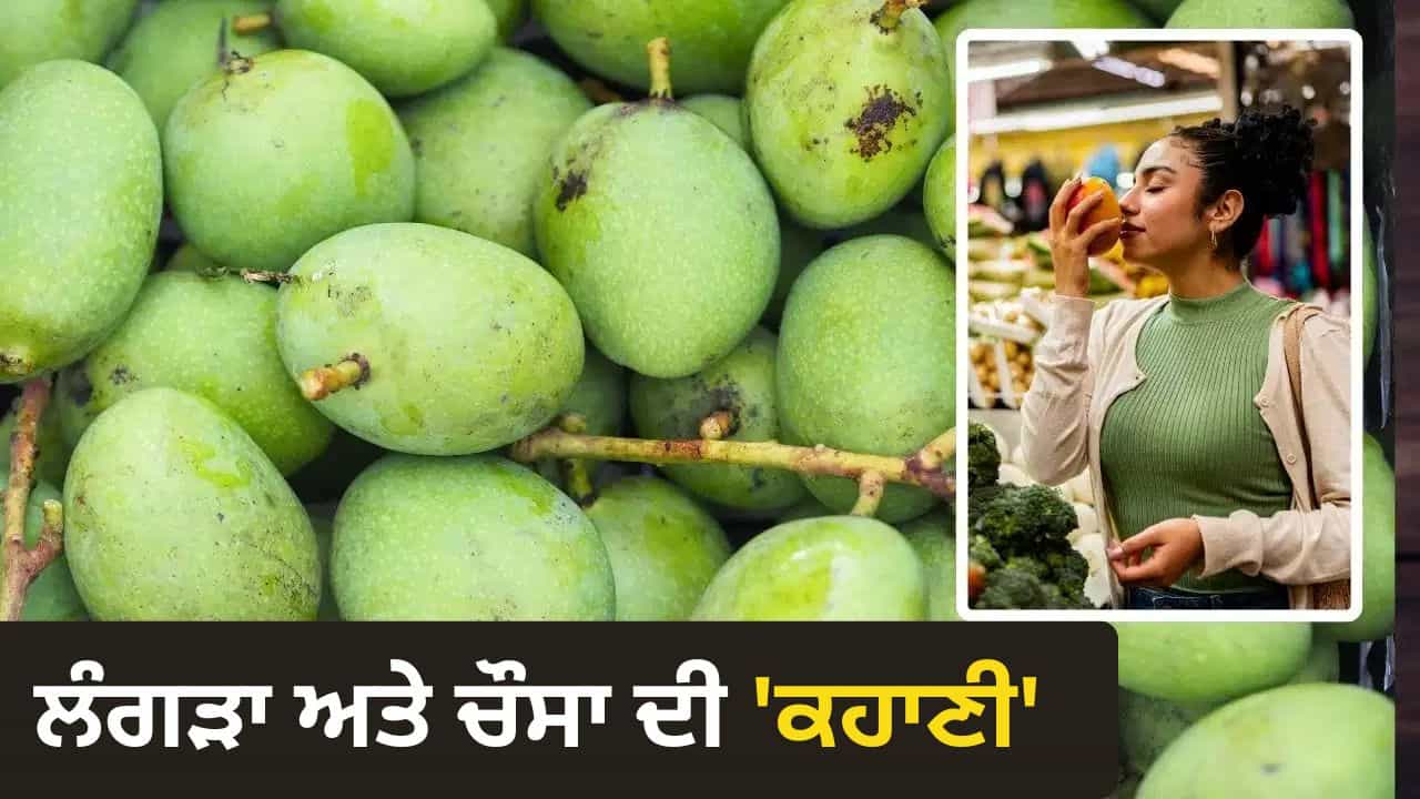 National Mango Day: ਅੰਬ ਦਾ ਨਾਮ ਚੌਸਾ ਤੇ ਲੰਗੜਾ ਕਿਵੇਂ ਪਿਆ? ਜਾਣੋ ਰਾਸ਼ਟਰੀ ਫਲ ਨਾਲ ਜੁੜੀਆਂ ਦਿਲਚਸਪ ਗੱਲਾਂ National Mango Day: ਅੰਬ ਦਾ ਨਾਮ ਚੌਸਾ ਤੇ ਲੰਗੜਾ ਕਿਵੇਂ ਪਿਆ? ਜਾਣੋ ਰਾਸ਼ਟਰੀ ਫਲ ਨਾਲ ਜੁੜੀਆਂ ਦਿਲਚਸਪ ਗੱਲਾਂ