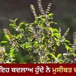 Vastu for Tulsi: ਤੁਲਸੀ ਦਾ ਪੌਦਾ ਵੀ ਦਿੰਦੈ ਆਉਣ ਵਾਲੀਆਂ ਮੁਸੀਬਤਾਂ ਦਾ ਸੰਕੇਤ, ਇਹ ਬਦਲਾਅ ਦਿਸਣ ‘ਤੇ ਤੁਰੰਤ ਹੋ ਜਾਓ ਸਾਵਧਾਨ