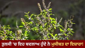 ਤੁਲਸੀ ਦਾ ਪੌਦਾ ਦਿੰਦੈ ਮੁਸੀਬਤਾਂ ਦਾ ਸੰਕੇਤ, ਇਹ ਬਦਲਾਅ ਦਿਸਣ 'ਤੇ ਹੋ ਜਾਓ ਸਾਵਧਾਨ