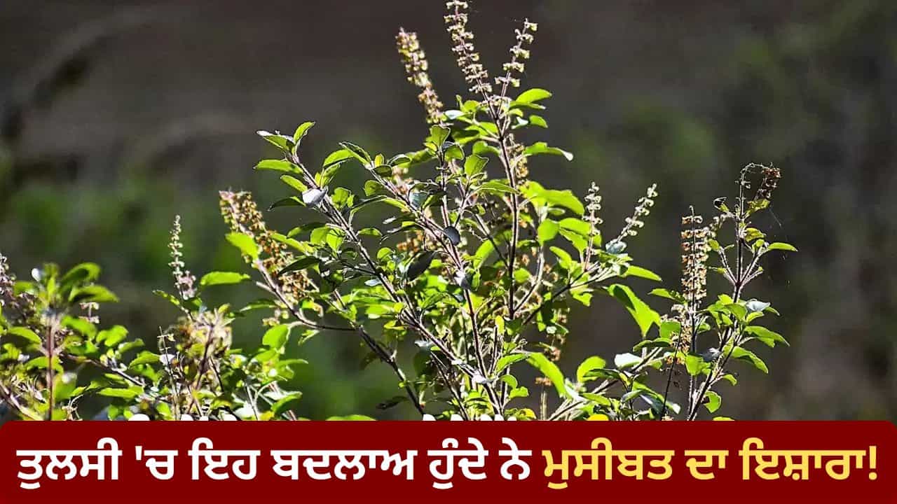Vastu for Tulsi: ਤੁਲਸੀ ਦਾ ਪੌਦਾ ਵੀ ਦਿੰਦੈ ਆਉਣ ਵਾਲੀਆਂ ਮੁਸੀਬਤਾਂ ਦਾ ਸੰਕੇਤ, ਇਹ ਬਦਲਾਅ ਦਿਸਣ ਤੇ ਤੁਰੰਤ ਹੋ ਜਾਓ ਸਾਵਧਾਨ Vastu for Tulsi: ਤੁਲਸੀ ਦਾ ਪੌਦਾ ਵੀ ਦਿੰਦੈ ਆਉਣ ਵਾਲੀਆਂ ਮੁਸੀਬਤਾਂ ਦਾ ਸੰਕੇਤ, ਇਹ ਬਦਲਾਅ ਦਿਸਣ ਤੇ ਤੁਰੰਤ ਹੋ ਜਾਓ ਸਾਵਧਾਨ