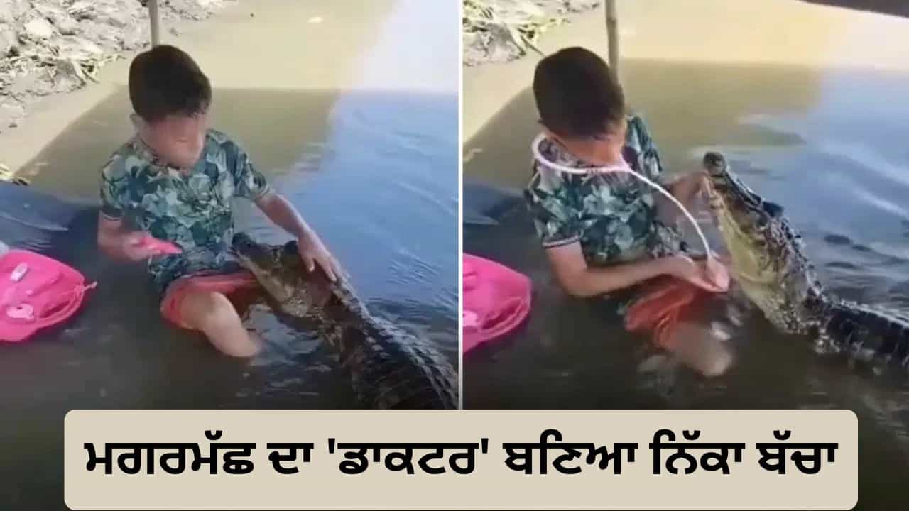 Viral Video: ਮਗਰਮੱਛ ਨਾਲ ਡਾਕਟਰ-ਡਾਕਟਰ ਖੇਡਦਾ ਬੱਚਾ, ਲੋਕ ਰਹਿ ਗਏ ਹੈਰਾਨ Viral Video: ਮਗਰਮੱਛ ਨਾਲ ਡਾਕਟਰ-ਡਾਕਟਰ ਖੇਡਦਾ ਬੱਚਾ, ਲੋਕ ਰਹਿ ਗਏ ਹੈਰਾਨ