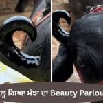 ਹੁਣ, ਮੱਝਾਂ ਵੀ ਜਾਣਗੀਆਂ ਸੱਜਣ-ਸਵਰਨ! ਇੱਥੇ ਖੁਲ੍ਹਿਆ ਮੱਝਾ ਦਾ ਅਨੋਖਾ ਬਿਊਟੀ ਪਾਰਲਰ, Video ਵਾਇਰਲ