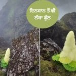 Viral: 4,000 ਮੀਟਰ ਦੀ ਉਚਾਈ ‘ਤੇ ਉੱਗਦਾ ਹੈ ਇਹ ਇਨਸਾਨ ਤੋਂ ਵੀ ਲੰਬਾ ਫੁੱਲ, ਕਹਿਲਾਉਂਦਾ ਹੈ ‘ਹਿਮਾਲੀਅਨ ਹੀਰਾ’ ਵੇਖੋ ਵੀਡੀਓ