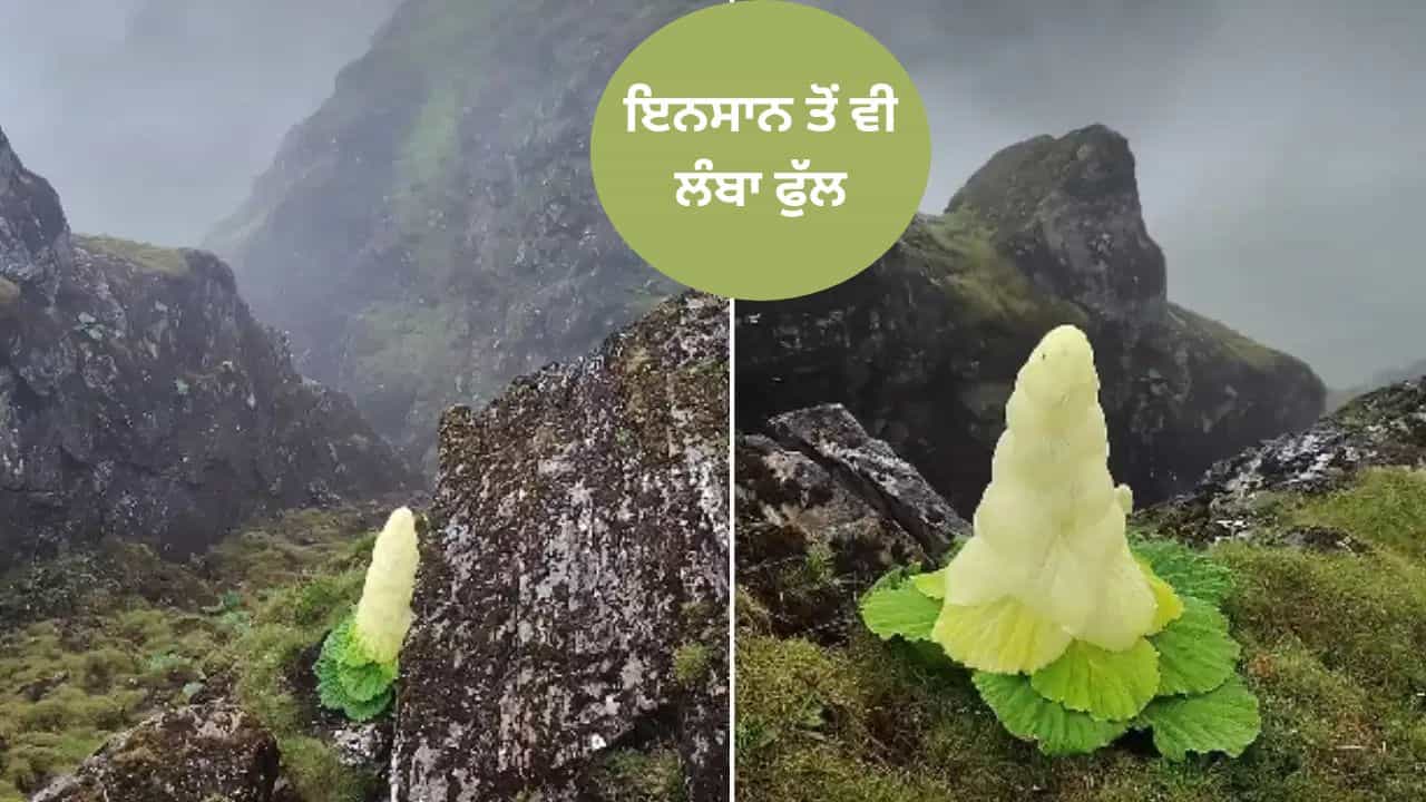 Viral: 4,000 ਮੀਟਰ ਦੀ ਉਚਾਈ ਤੇ ਉੱਗਦਾ ਹੈ ਇਹ ਇਨਸਾਨ ਤੋਂ ਵੀ ਲੰਬਾ ਫੁੱਲ, ਕਹਿਲਾਉਂਦਾ ਹੈ ਹਿਮਾਲੀਅਨ ਹੀਰਾ ਵੇਖੋ ਵੀਡੀਓ Viral: 4,000 ਮੀਟਰ ਦੀ ਉਚਾਈ ਤੇ ਉੱਗਦਾ ਹੈ ਇਹ ਇਨਸਾਨ ਤੋਂ ਵੀ ਲੰਬਾ ਫੁੱਲ, ਕਹਿਲਾਉਂਦਾ ਹੈ ਹਿਮਾਲੀਅਨ ਹੀਰਾ ਵੇਖੋ ਵੀਡੀਓ