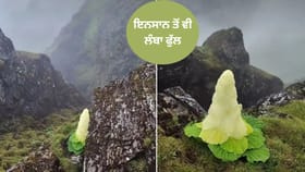 Viral: 4,000 ਮੀਟਰ ਦੀ ਉਚਾਈ ‘ਤੇ ਉੱਗਦਾ ਹੈ ਇਹ ਇਨਸਾਨ ਤੋਂ ਵੀ ਲੰਬਾ ਫੁੱਲ, ਕਹਿਲਾਉਂਦਾ ਹੈ ‘ਹਿਮਾਲੀਅਨ ਹੀਰਾ’ ਵੇਖੋ ਵੀਡੀਓ...