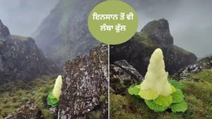 4,000 ਮੀਟਰ ਦੀ ਉਚਾਈ 'ਤੇ ਉੱਗਦਾ ਹੈ ਇਨਸਾਨ ਤੋਂ ਵੀ ਲੰਬਾ ਇਹ 'ਹਿਮਾਲੀਅਨ ਹੀਰਾ' 4,000 ਮੀਟਰ ਦੀ ਉਚਾਈ 'ਤੇ ਉੱਗਦਾ ਹੈ ਇਨਸਾਨ ਤੋਂ ਵੀ ਲੰਬਾ ਇਹ 'ਹਿਮਾਲੀਅਨ ਹੀਰਾ'